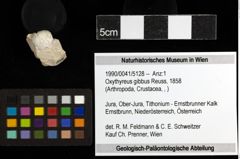 Foto (Objekt + Etiketten) von Oxythyreus gibbus (Reuss, 1858) 